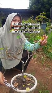 Leaves turning yellow, falling off and drooping in the rainy season are actually the root problem. | Rumah Outlet Elok