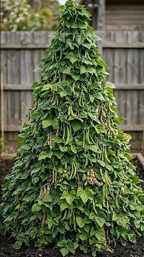 How to Build a DIY Bamboo Bean Trellis | Easy Backyard Garden Idea