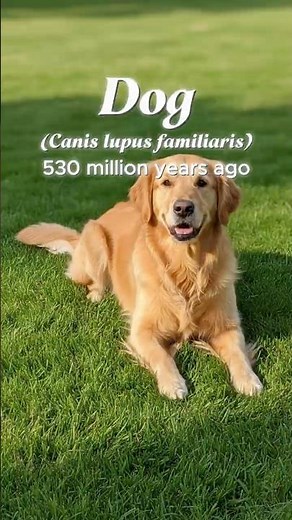 🐶 The Evolution Of Dogs 😏 | From Wolves to Sofa Kings 😂