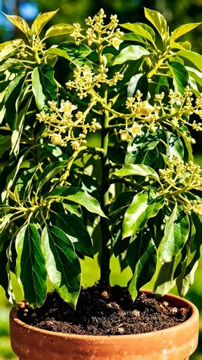 Time lapse of a avocado plant from seed to harvest video #viral #time lapse growing of a avocado