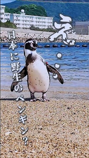 I went to an aquarium that will captivate penguin lovers, and it was amazing... #shorts #aquarium...