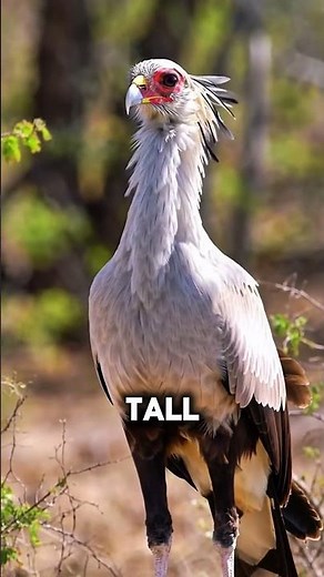 Top 5 Most unique birds on the planet #BirdFacts #UniqueBirds #AnimalFacts