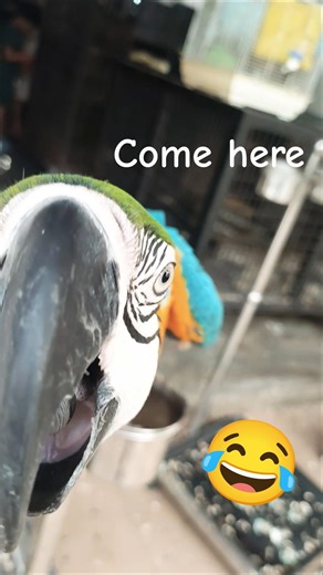 this Macaw Bird want to say something 😅 #birds #macaw #funny