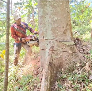 476K views · 7.3K reactions | The best skill cutting down tree | Making Video | Facebook