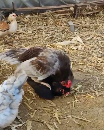 Backyard Chicken Breeding – Natural Mating Behavior!