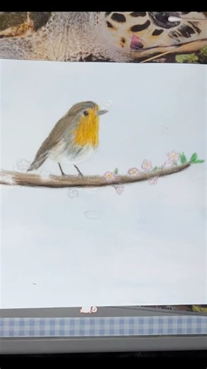 Process of drawing a robin #drawing #realistic #art
