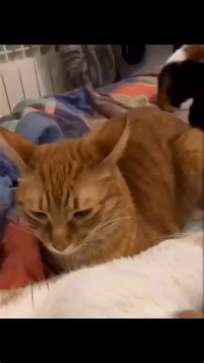 Petos on Instagram: "The United States has started an innovative project that turns something ordinary — walking your dog — into a source of renewable power. In 2025, the city of Austin, Texas became the first in the country to install PawPrint Power Paths, special walkways that generate electricity from footsteps and paw pressure. The idea is simple but brilliant. Each tile under the pavement is made with piezoelectric material, which means it can convert movement into energy. When a person or 