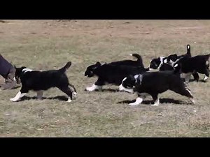 Border Collie Puppies For Sale