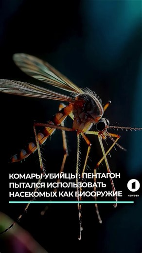 The Pentagon tried to use mosquitoes as a bioweapon #bioweapon #mosquitoweapon #pentagon