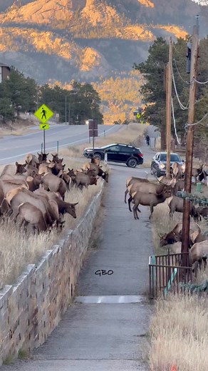 Elk jumping off a ledge. #photography #wildlife #nature #reels #foryoupageシ #elk #wildanimals #babyanimals #colorado | Good Bull Guided