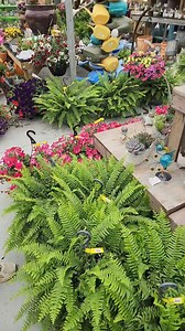 2.1K views · 27 reactions | Farmer Friday: Join us in the Garden Center! #Garden #shade #sun | Blooms And Berries Farm Market | Facebook