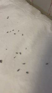 518K views · 4.8K reactions | She discovers MOUSE POOP in her bed!  Dad warned her about eating in her bedroom! This prank should do the trick!! #Prank #parentinghacks #mousetrap #teenagerslife Produced by Network Media, Wonder and Raw, and Steve J. | Crafts Hacks and Laughs | Facebook