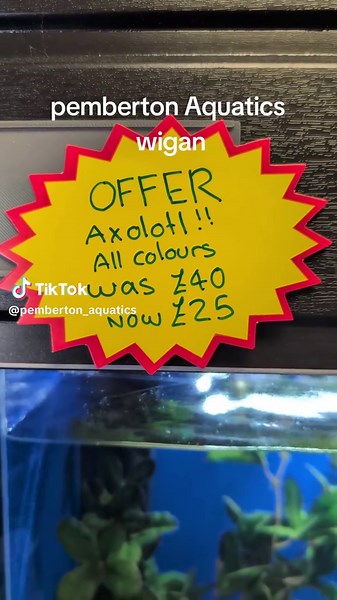 Axolotl Care Tips from Pemberton Aquatics