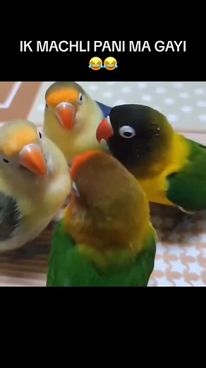 hilarious parrot videos funny parrot talking angry parrot arguing with owner funny parrot videos Swearing this funny parrot video funny parrot arabic parrot voice funny cockatoo #viral #funnyparrot #parrot #grow #foryoupage❤️❤️