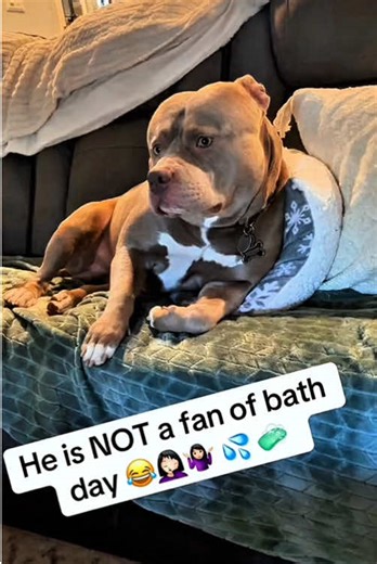 Dog Hilariously Resists Bath Time