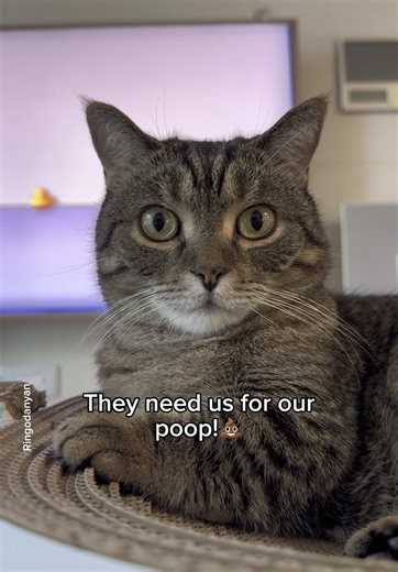 Understanding Why Cats' Poop is Collected Daily