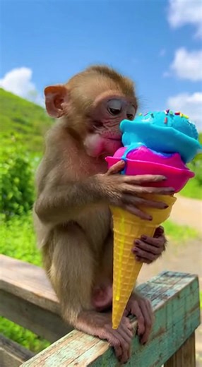 He stole my ice cream and now he’s having a brain freeze. Karma! #monkey #icecream #brainfreeze #funnyanimals | April-Oil Burkina SA