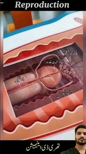 From Sperm to Baby: Reproduction & Childbirth Basics | AI Health Animation | Pregnancy Guide #smartb