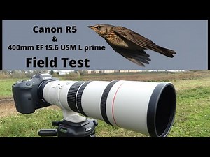 Field Review Canon EOS R5 with 400mm EF F5.6 USM L lens for birds- Ibis, autofocus, handholding
