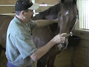 Horse Massage: Releasing Tension in the Poll, Neck and Shoulder of the Horse