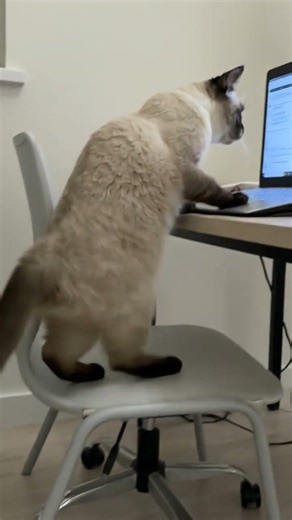 I played computer games while eating vatrushki.