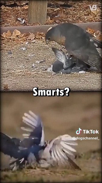 Hawk vs Falcon: The Aerial Showdown Explained