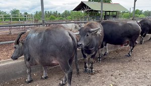 Watch. Walang damo, na carabao feeding program. | Adelaide River Farms