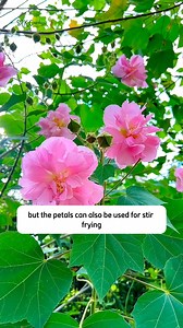 Rose Hibiscus Mutabilis | SRK