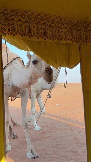 ‏#CapCut #explore #fyp ياعلي ياعلي 🕺🕺