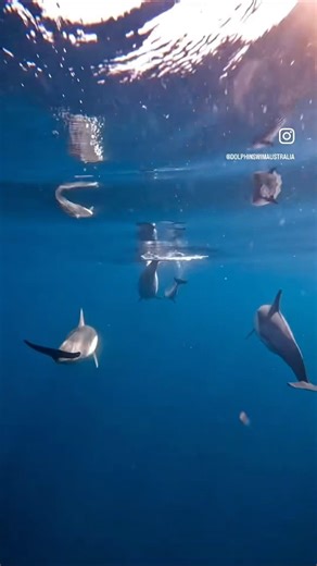 Here’s a little collection of newborn calf (baby dolphins) moments 🐬🐬#baby #dolphin #dolphincalfs