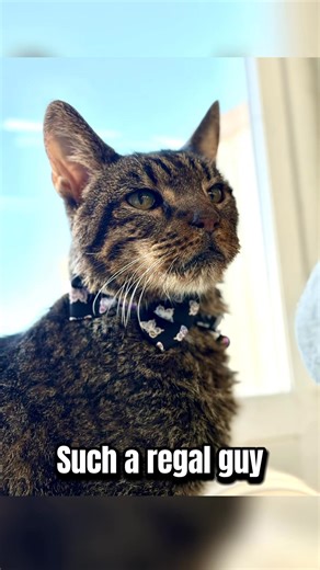 We’re heartbroken to report that Arthur, our sweet, lovey, kind of gross on occasion, old man crossed the Rainbow Bridge. Arthur was one of the hardest cases I’ve personally had in rescue. When he came in, he was in a heart wrenching state of neglect. His fur was matted and caked with what seemed to be years of grime. But not dirt from the outdoors, we suspect he was in a filthy, unkept home. His mouth was full of broken, rotting teeth. He was wearing a loose collar, a testament to the size of c