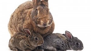 Choosing Age-Appropriate Rabbit Hay
