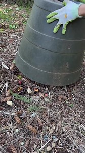 57K views · 609 reactions | Forcing Rhubarb Have you ever tried...