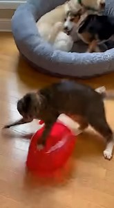 Why is this balloon not popping... | Bornhub