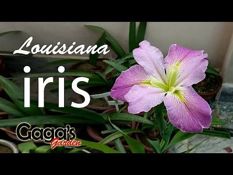 Louisiana iris | How to Grow and Care Iris Bulb / Rhizome | Perennial Flowering Plant