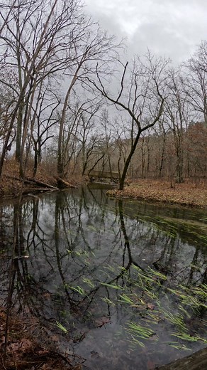 5.1K views · 136 reactions | Here's a relaxing shot of Markham Spring as it flows towards Black River. This is in Ellsinore, Missouri. #relax #nature #spring #FallVibes | Show Me Creeks | Facebook