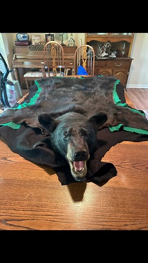 Hand sewing bear rugs! #oldriverroadtaxidermy #blackbear #girltaxidermist #outlawwomen #hunting #taxidermylife #georgiataxidermy #bearnessecities @Junipernettles