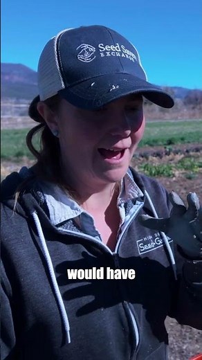 Open-Pollinated vs. Hybrid Seeds #seedscience #homestead #permaculture