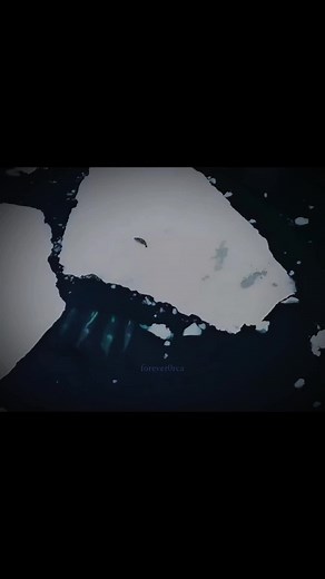 Discover the Apex Predator of the Ocean: The Orca