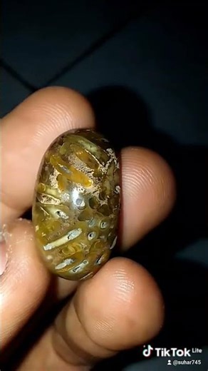 Fosil akar kelor dari hutan jatipranje benda kerep cirebon