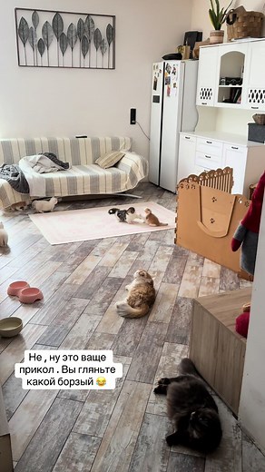 Мотылек строит малышню: удивительный процесс