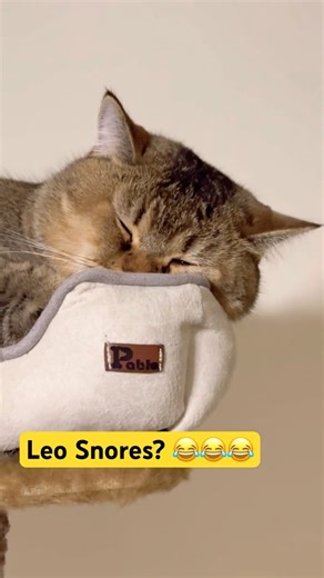 The Loudest Snore in YouTube History… Courtesy of Leo! 😹💤 #matercat #catsnoring #cat #catlovers