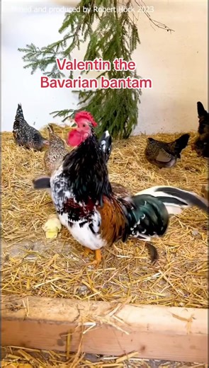 Valentin: Der Bayerische Landzwerg im Hühnerstall