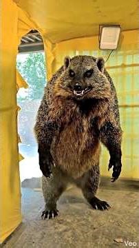 स्कूल में आया नेवला 😱 #nevla #school #aryansir #shorts #lesson #babyshorts