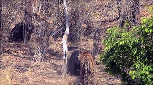 Tiger and sloth bear fight