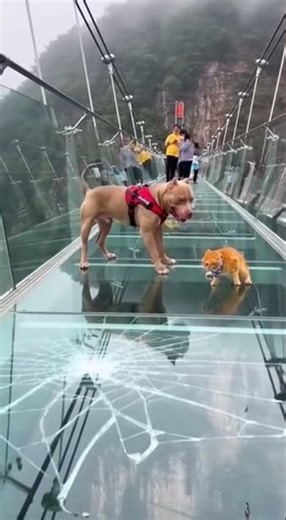 Cat Cannot Move #viral #trending #short