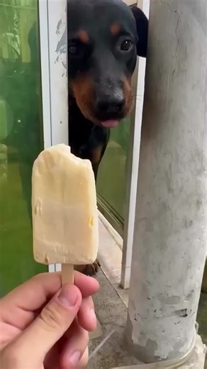 How Dogs Enjoy Ice Cream: A Fun Exploration
