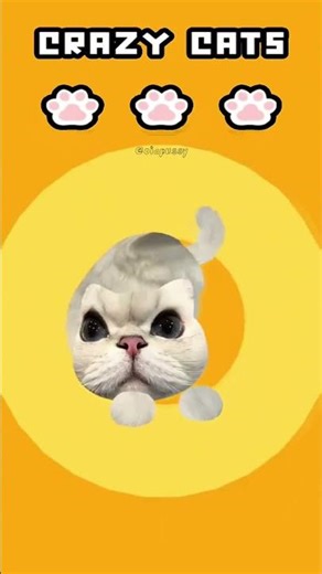 PIGEON POP CAT 🐦🐱