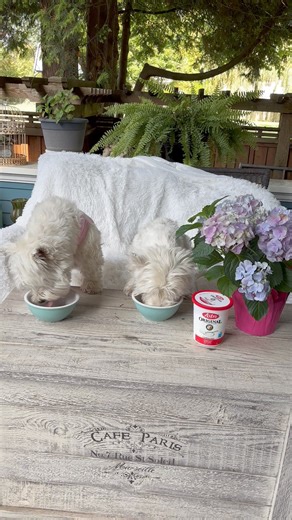 It’s Pickles’ birthday and it’s a special treat day for him and Piper. Breakfast was mini pancakes which they adored ! Lunch is a heaping spoon of plain yogurt which is their favourite. Happy Birthday Pickles 💗 #lovemydogwestielove #funnydogsofinstagram #westies #westielove #lovemydog #westhighlandterrier | The Piper Chronicles