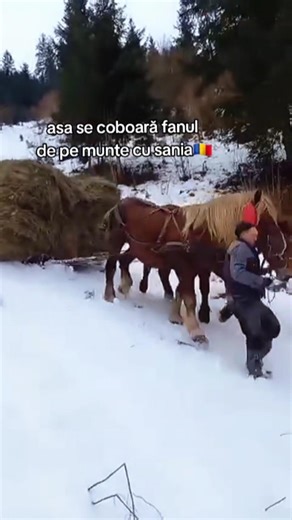 This is how hay is brought down from the mountain with a horse-drawn sleigh🇷🇴 #romania #horse #co...